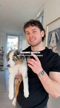 Training session with my 4 month old mini aussie puppy 🐶 #puppy #puppytraining