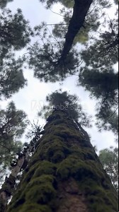 Tree trunk with moving treetops in blue sky background