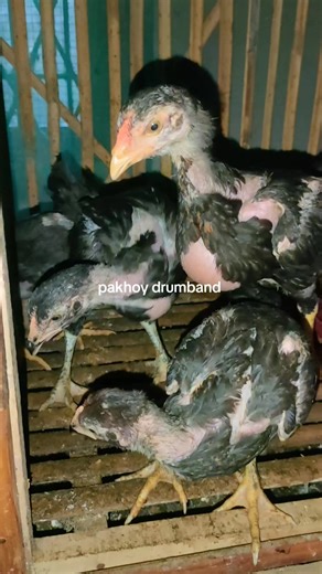 pakhoy drumband santet jr