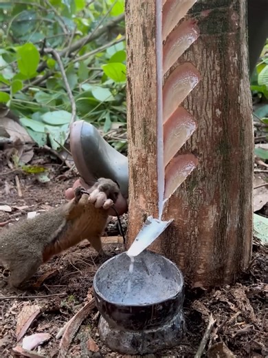 Sap Squirrel Harvesting Rubber