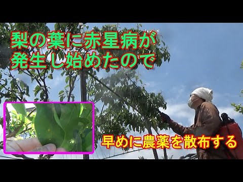 【家庭菜園】梨の葉に赤星病が発生し始めたので早めに農薬を散布する