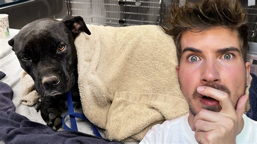 168K views · 6.4K reactions | My Rescue Dog’s Emergency... | Joey Graceffa | Facebook