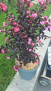 Lagerstroemia Indica sau popular, Liliac Indian. | Charlye Veteix