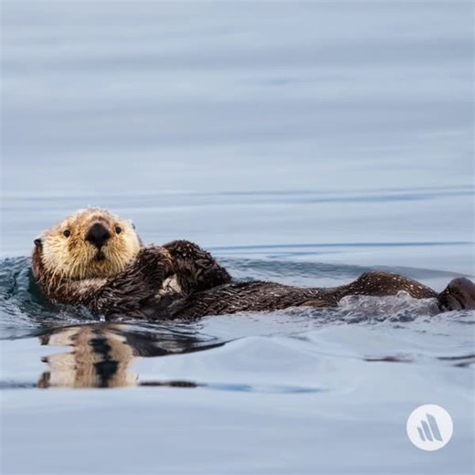 World Aquatic Animal Day is April 3. Exposure of marine mammals to spills of petroleum hydrocarbons is a major concern. Sea otters are particularly susceptible to such exposure because of their natural grooming habits and their lack of an insulating blubber layer. Learn more: https://mrkmnls.co/3PLvU2T | The Merck Veterinary Manual