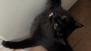 Cat enjoys playing with ice cubes