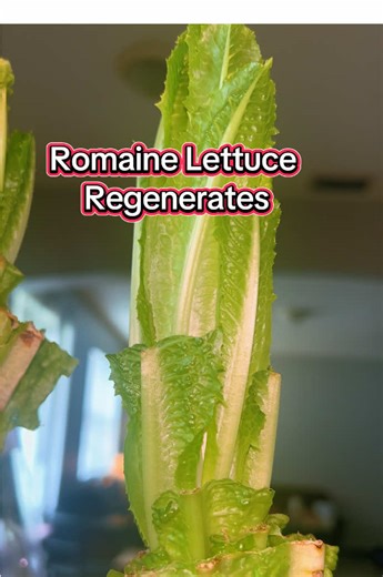 Regrowing romaine lettuce in water is a simple and sustainable kitchen project that can provide fresh baby leaves in as little as 10 to 14 days. Step-by-Step Instructions Prepare the Base: Use a sharp knife to cut the romaine head about 2 to 3 inches from the bottom. Reserve the top leaves for your meal. Place in Water: Put the stump in a shallow glass jar or bowl. Add approximately 1/2 to 1 inch of fresh, cold water—just enough to submerge the bottom of the stem. Tip: Do not fully submerge the 