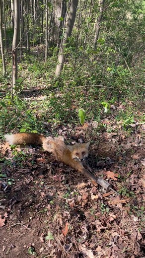 Red fox in a dog proof trap. #wildlifecontrol #wildlife #trapper #shorts