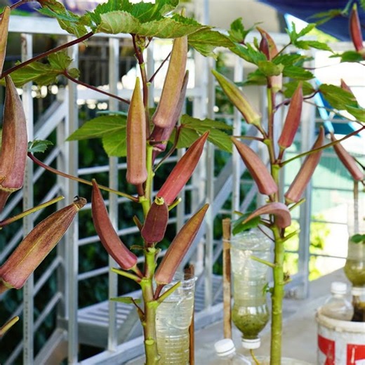 1.1M views · 12K reactions | Upcycling Plastic Containers for Thriving Okra Growth | DIY Balcony Garden | Facebook