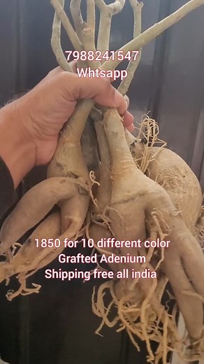 47 reactions · 4 comments | 1850 for 10 different colors adenium plants set available #shipping #free #freedelivery #india #online #available | Shampy Ghai | Facebook