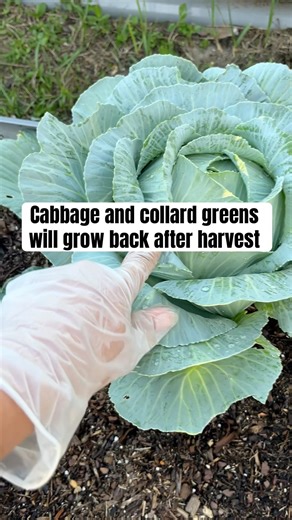 Cabbage and collard greens will grow back after harvest #gardening #garden