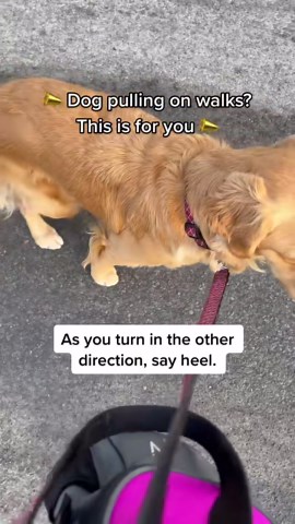 Dog Walking Tips That Actually Work — My Personal Experience