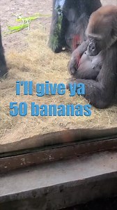 1.6M views · 37K reactions | This one is a roller coaster. Lemme tell ya. Mark found a snake, and so that is pretty crazy. Of course we have Bobby, who is a fan favorite. Did I mention there is a snake? | KLR Productions | Facebook