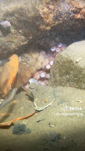 Diving to catch a big lobster, starfish, and octopus on the seabed. #diving #crab #catchthesea #seafood #seaside #fish
