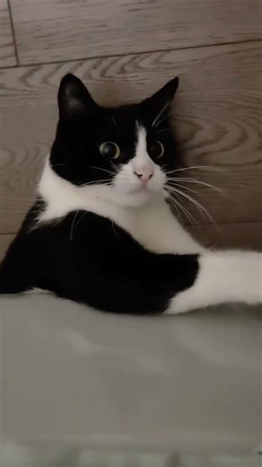 Real Cat Purring ASMR 😴 | Deep Relaxation #meowing