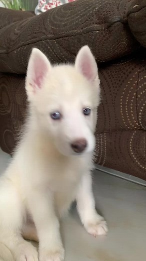 Luna The Husky on TikTok