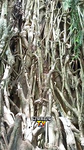 66K views · 944 reactions | Beauty of Brgy. Quirino Maria Aurora, Aurora Province Balete tree Millenial Tree, Balete Eco Park | LiWaliwtv | Facebook