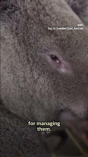 Australia approves the first vaccine to protect koalas against chlamydia