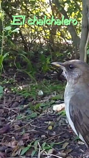 El Chalchalero #haiku #poesiavisual #poesía #poema #poemainedito #poemases #haïku #frases #natureza