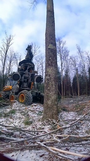 The power of the Ergo 🤙🌳🦫 #ihuggeditfirst #Loggermack #sustainableforestry #woods #operator #timber #logging #sustainable #bluecollarlife #logger #fyp
