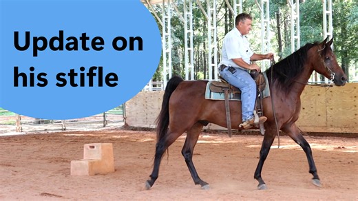 I've been documenting his treatment and recovery. This is the first trot after getting his stifle injected. | Tim Anderson Horse Training