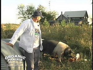 Pig Farming