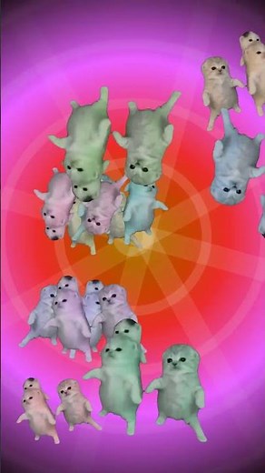 The kittens have been CLONED and there's no stopping them 😹😹