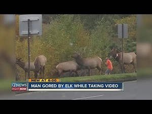 Man gored by elk while taking video