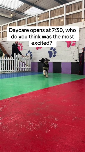 Excited Dogs Arriving at Daycare - Barney's First Day!