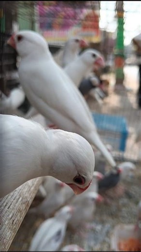 white Java Finch...❤️🕊️🕊️ #Finchbird Birdlover#