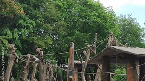 Macaca fascicularis synonymous with long-tailed macaque, cynomolgus monkey and crab-eating monkey native to Southeast Asia (Indonesia, Malaysia, Philipines