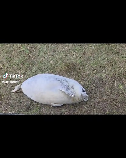 Discover the Fascinating World of Baby Seals