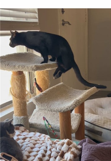 Twist the Cat: Tippy Tapping on Toes