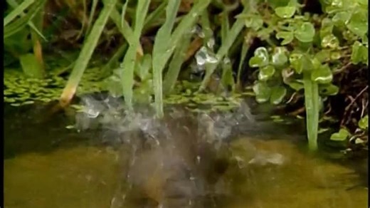 Neighborhood Animals Spain 2003 DVD (English)