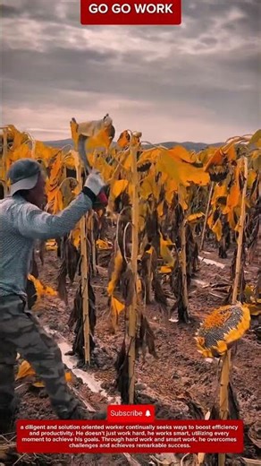 Manual Sunflower Farming Technique for Harvesting Seeds in Rural Agriculture
