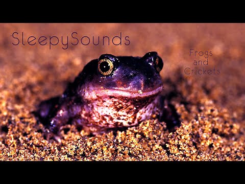 Frogs and Crickets – 9 Hour Soundscape of peaceful, relaxing, nature sounds – Fall Asleep Easy