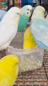 16K views · 568 reactions | What soft food you give your budgies...? Soak oats, boiled egg, carrot, brocolli, Dried oregano #budgielife #budgiebreeding #budgiebird #budgiesofinstagram | Jilanibirds | Facebook