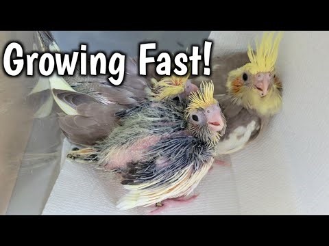 3-4 Week Old Cockatiels are Growing Fast!