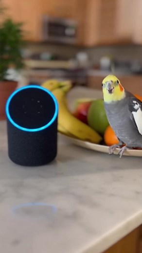 Smart Cockatiel Sings Opera to Alexa... Wait For It! 😂 | The Smart Bird