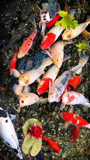 The Secret Behind the Vibrant Colors of Koi Fish — Rare Close-Up Footage