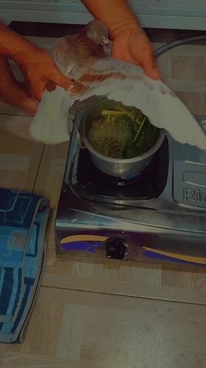 How to Prepare Pigeon with Herbs in a Kitchen