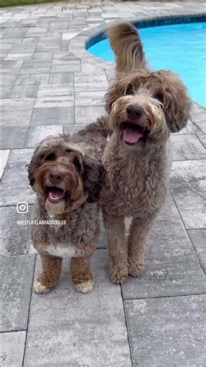 How big is an australian labradoodle?