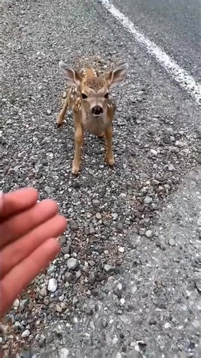 2.8K views · 58 reactions | A heroic rescue! Watch as a brave man saves a baby deer from a dangerous python. You won't believe the incredible way this little fawn shows its heartfelt gratitude. A truly touching moment! | I Luv Dachshund | Facebook