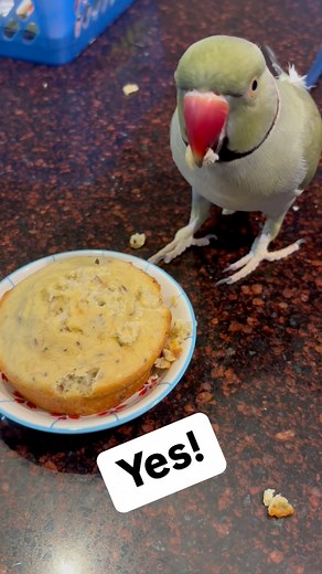 Clips from Beaker’s birthday party! I think Tink enjoyed the cake most of all 😂 The recipe I used:1/2 cup flour (almond or coconut preferred) 1 tbsp honey 2 tbsp almond milk 1 egg 1/2 tsp baking powder 1/2 mashed banana, sprinkle of coconut flakes, add treat seed mix to your liking #talkingbird #talkingparrot #cuteanimals #funnyanimals #parrot #irn #birthdayboy #birthday #happybirthday #cake #party | Beakybeaker