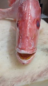 15K views · 72 reactions | Professional fresh red snapper fish cutting slice skills #seafood #fresh #fblifestyle #kingfish #tasty #cooking #cutting #slice #skills #Amazing | Fish cutting skills11 | Facebook