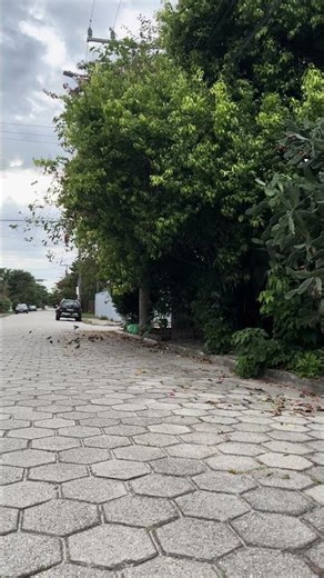 Birds Singing on a Quiet Tree Street 🌿🐦