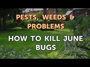 How to Kill June Bugs