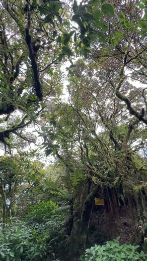 Mount Makiling Mossy Forest