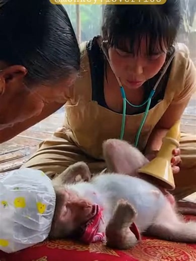 The monkey mother is being checked vital signs during delivery. Fetoscope is being used to follow up the heart beat of the monkey in the womb. @monkey.lover.168 #monkeydelivery #funnymonkeyvideos #BeKindToAnimals #monkeyumblicalcord #monkeyplacenta