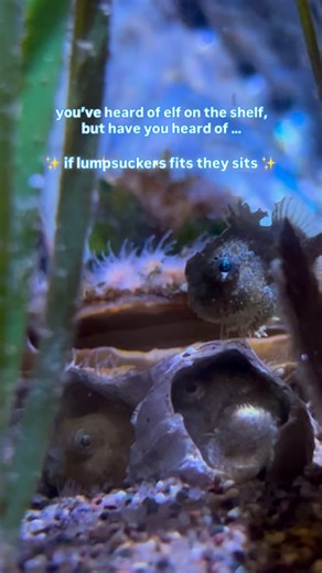 Birch Aquarium at Scripps on Instagram: "you can’t be grumpy when you’re looking at a lumpy Pacific Spiny #Lumpsuckers use their built-in suction cup to stick to almost any surface! And yes, you’ll often find them nestled among the nooks and crannies of rocks, shells and more."