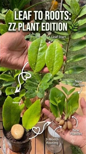 Easiest way to multiply your ZZ Plant! 🪴